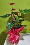 Anthurium dszcsomagolsban