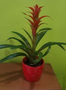 Guzmania kaspban
