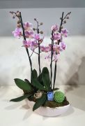 Phalaenopsis csnak formj kaspval