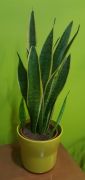 Sansevieria kaspban