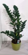 Zamioculcas kaspban